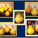 Pear Collage. by grace55