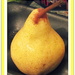 Delicious pear. by grace55