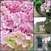 Hydrangea  and History. by wendyfrost