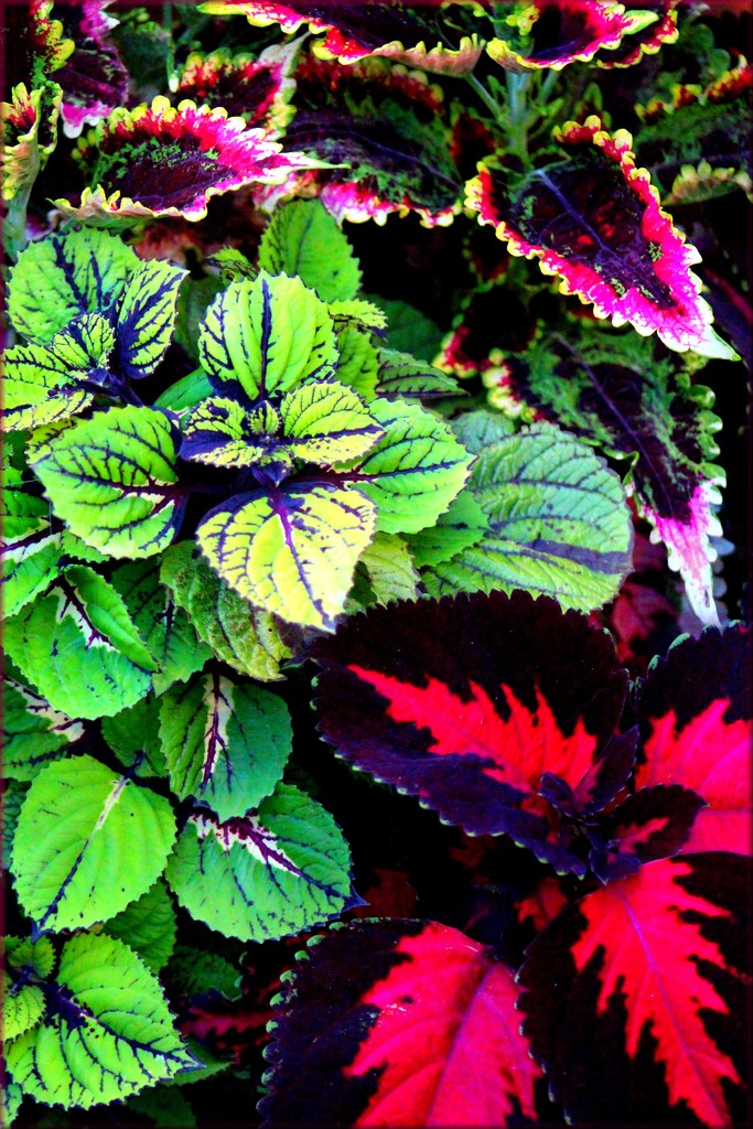 Coleus Colors And Charm by paintdipper