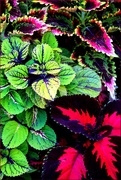 23rd Aug 2016 - Coleus Colors And Charm