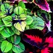 Coleus Colors And Charm by paintdipper