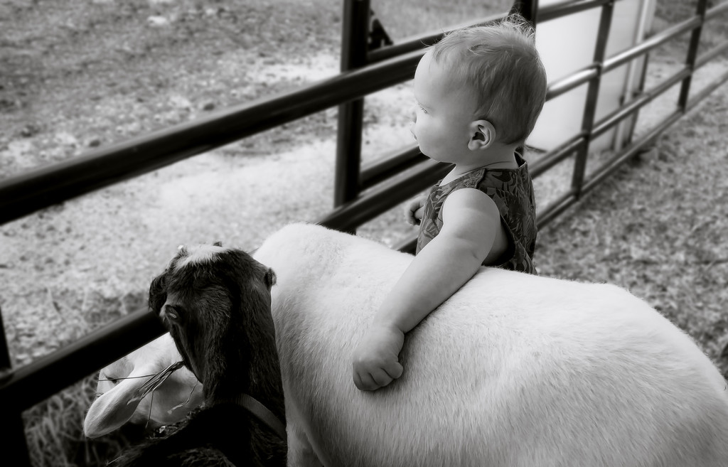 The boy and his sheep, revisited by shesnapped