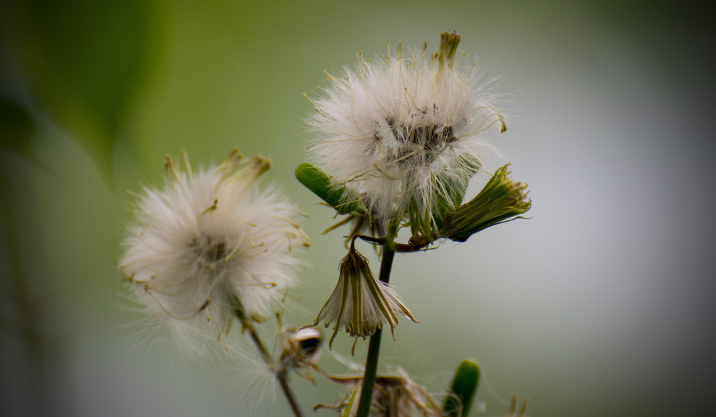 Flower or Weed! by rickster549