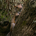 Bark-n-Squirrel! by rickster549