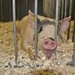 Did you ever see a pig stick out its tongue? by lynnz