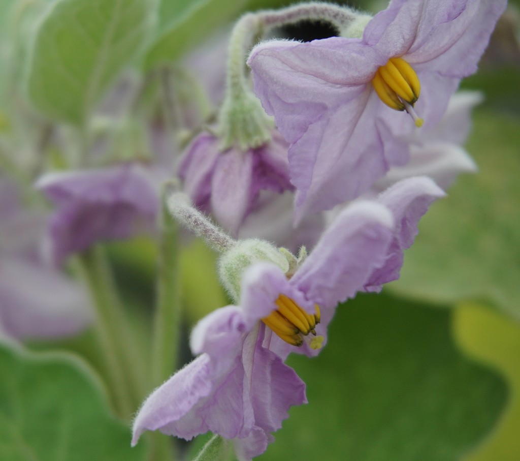 flower of the aubergine by quietpurplehaze