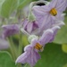flower of the aubergine by quietpurplehaze