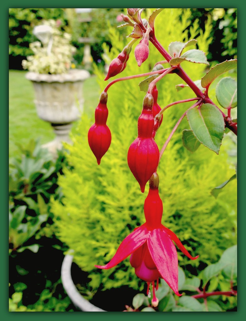 Fuchsia by beryl