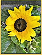 24th Aug 2016 - Sunflower 
