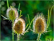 24th Aug 2016 - Teasels And Spider's Web