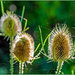 Teasels And Spider's Web by carolmw