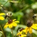 Black Eyed Susans with Bees by rminer