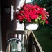 Red Petunias from apt. balcony by stillmoments33