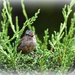 Little bird with a big voice by rosiekind