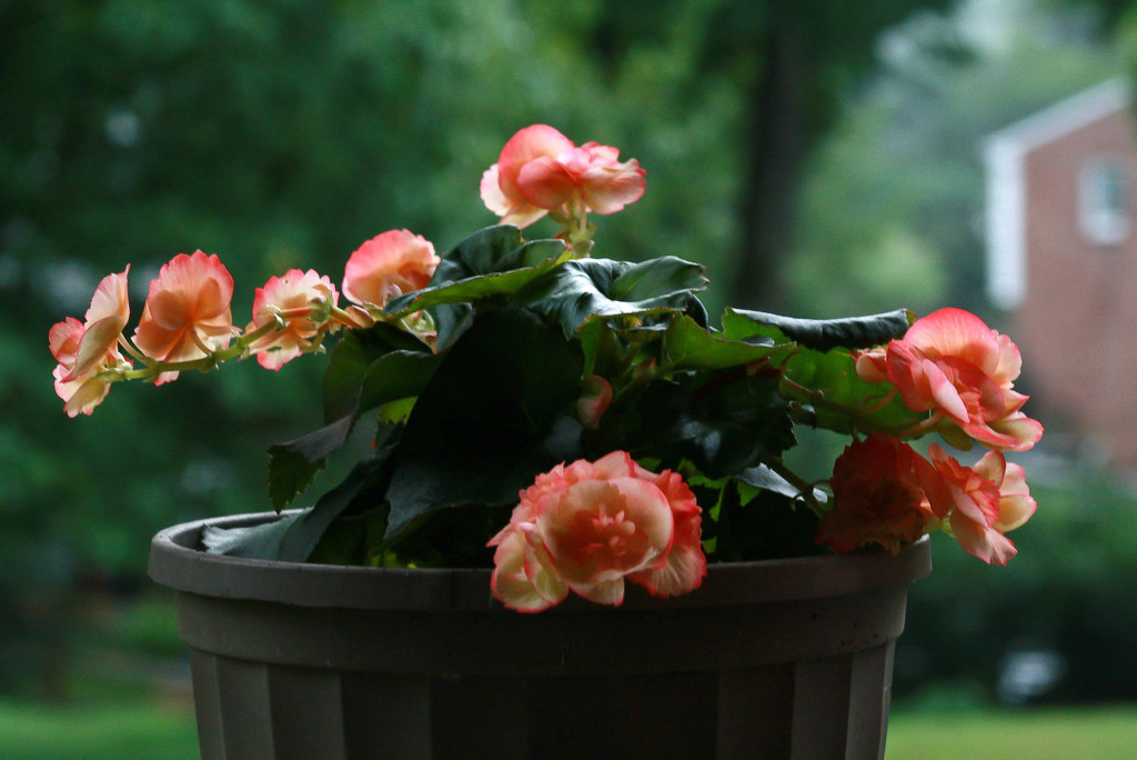 Begonia by mittens