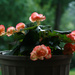 Begonia by mittens
