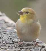 16th Dec 2014 - Goldfinch