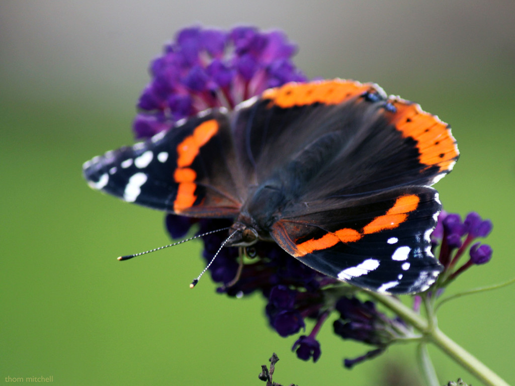 Red Admiral  by rhoing