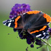 Red Admiral  by rhoing