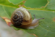 24th Aug 2016 - Snail's Pace