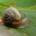 Snail's Pace by cjwhite