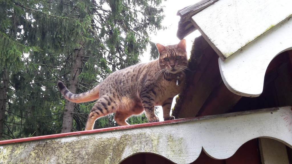 Roof kitty by katriak