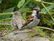 23rd Aug 2015 - Adult House Sparrow with juvenile 