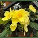 Yellow begonia  by beryl