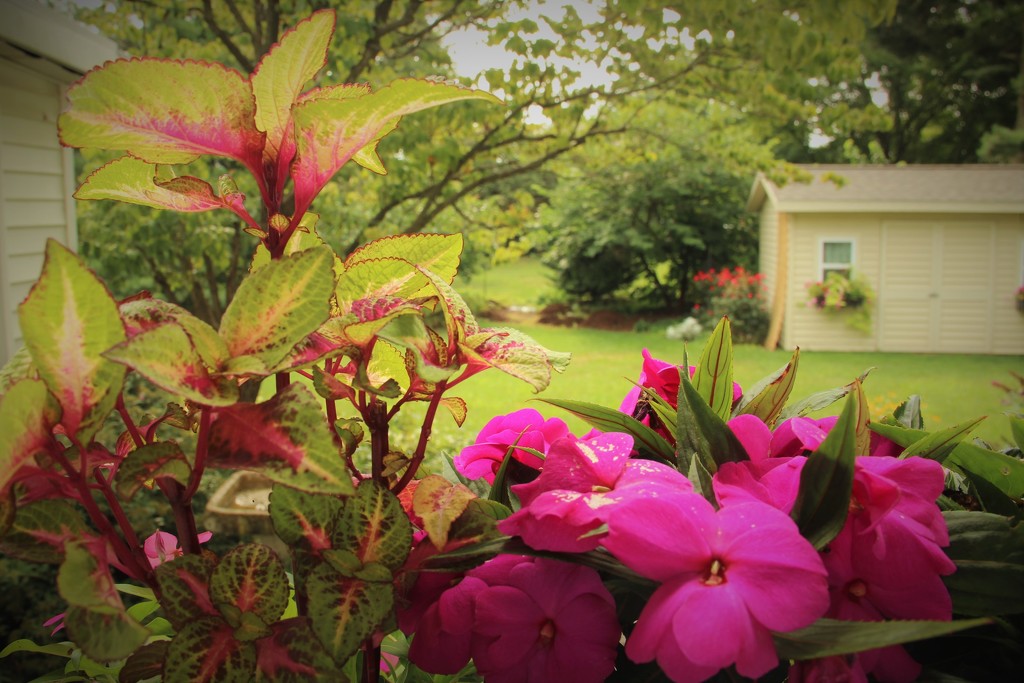 Peeking through the window box flowers by beckyk365