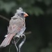 juvenile cardinal by amyk