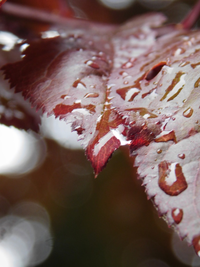  Rain leaf by 365anne