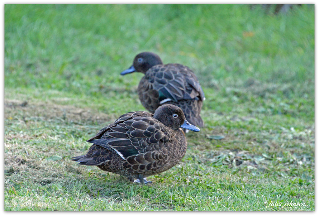 Brown Teal Ducks..  Pateke.. by julzmaioro