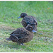 Brown Teal Ducks..  Pateke.. by julzmaioro