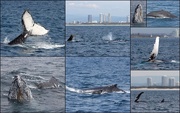 24th Aug 2016 - Whale collage