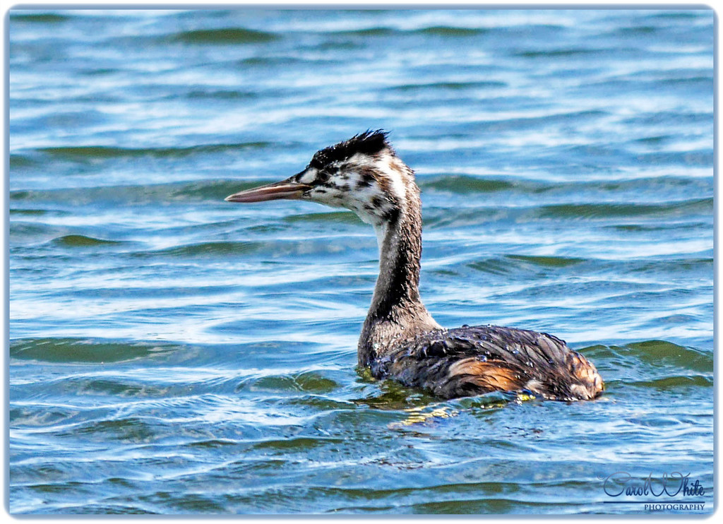 Great Crested Grebe (Summer Plumage) by carolmw