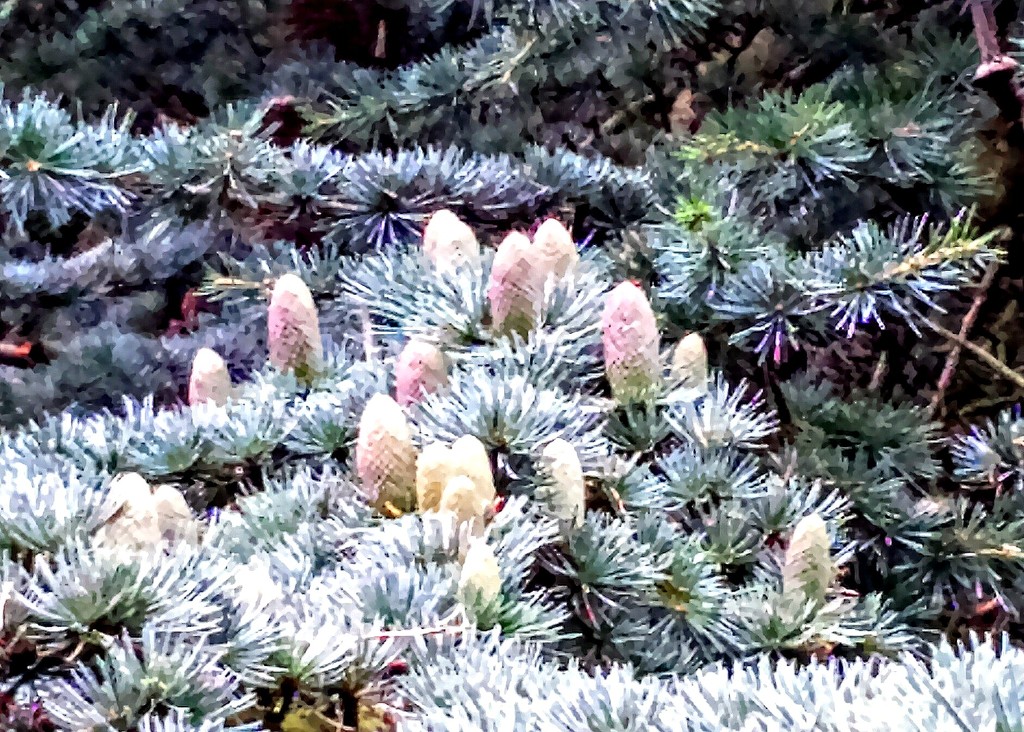 Cedar cones by julienne1