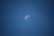 22nd Aug 2016 - Still a moon at almost noon