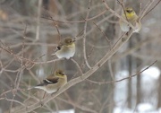 24th Dec 2014 - Goldfinches