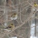 Goldfinches by sunnygreenwood