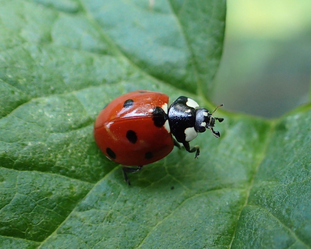 Ladybug Dance by cjwhite