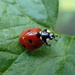 Ladybug Dance by cjwhite