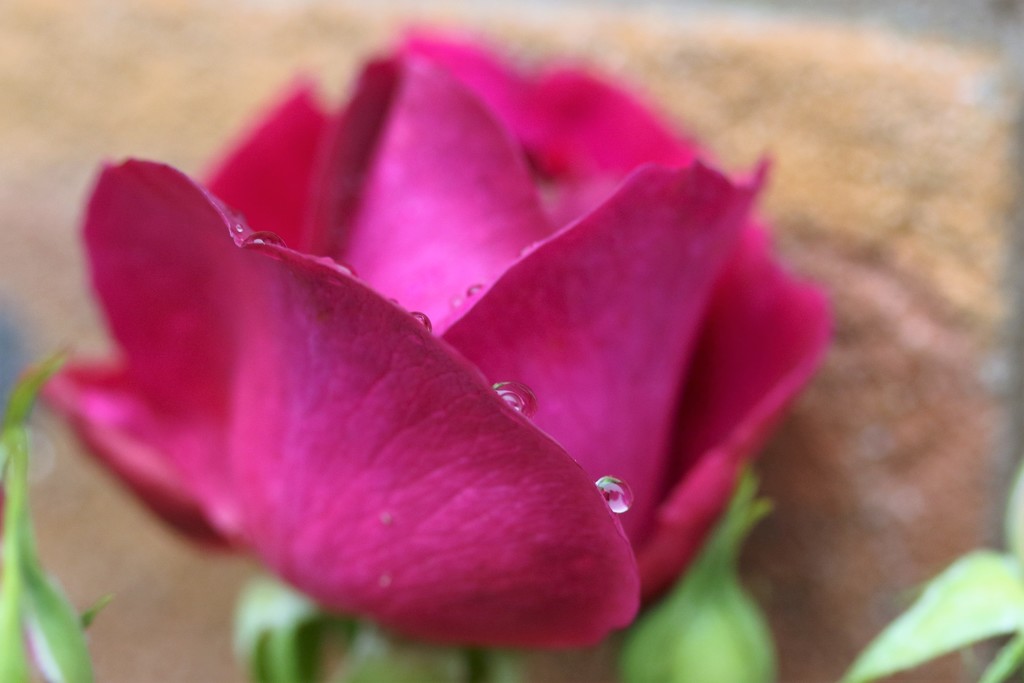 Rosebud with raindrops by orchid99