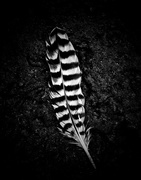 24th Aug 2016 - discarded plumage