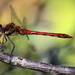 Dragonfly 7 by pyrrhula