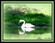 26th Aug 2016 - Graceful Reflections