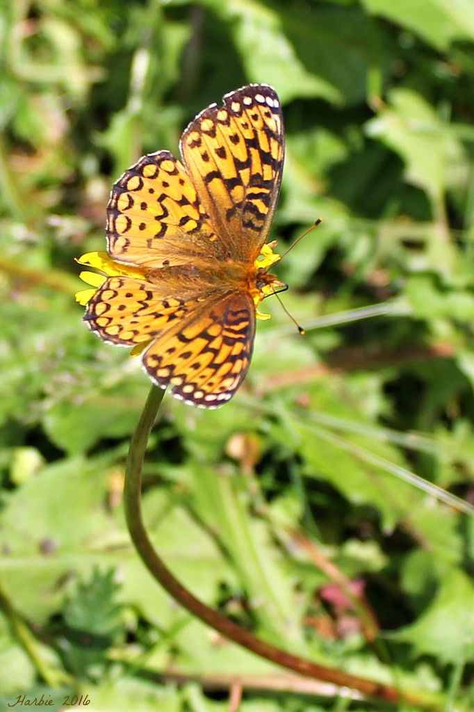Mormon Fritillary Butterfly by harbie