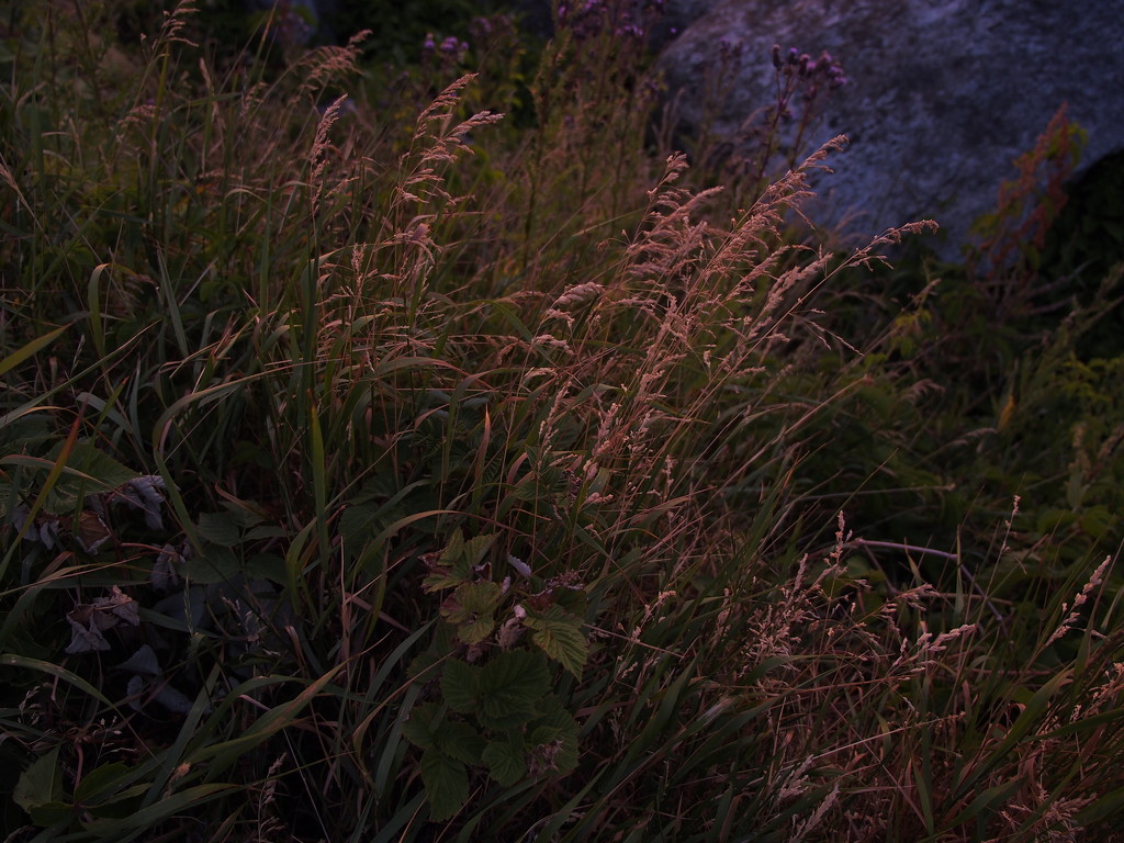 Morning Grasses by selkie