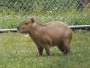 14th Jul 2016 - Capybara