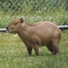 Capybara by selkie